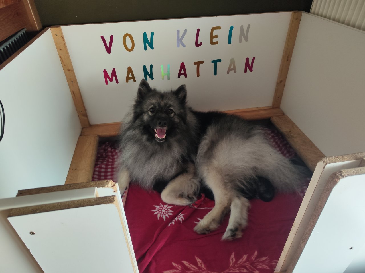 Wolfsspitzwelpen aus VDH-FCI Zucht abzugeben - Hunde - Goch