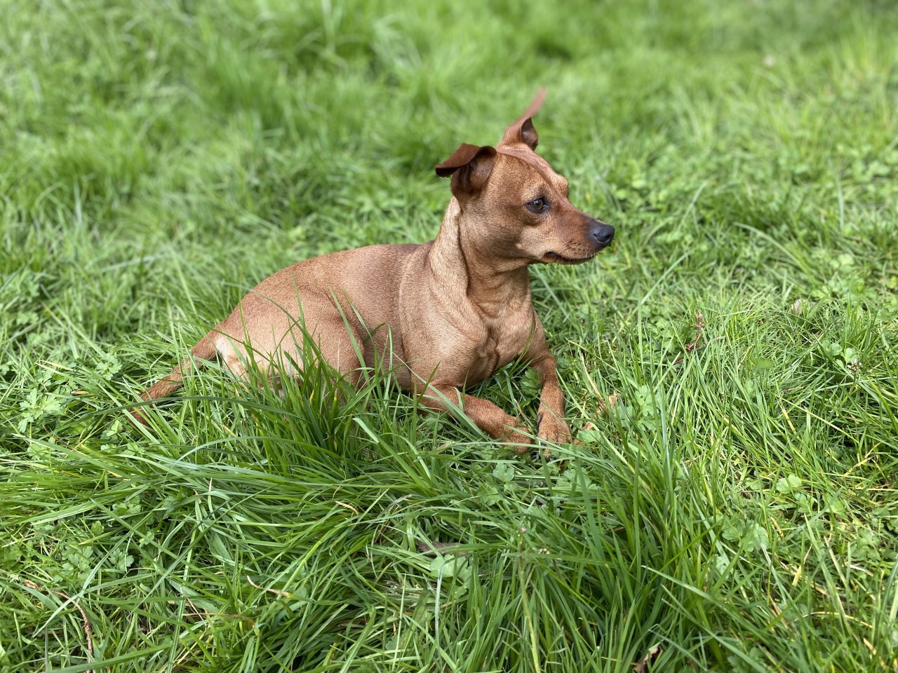 Deckrüde / wunderschöner Zwergpinscher - Hunde - Offheim 