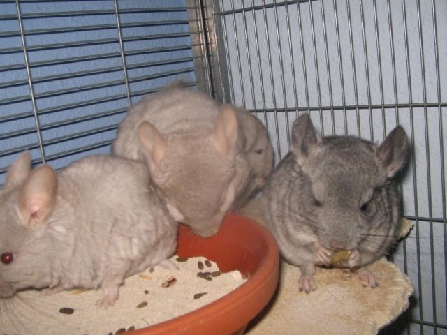 Verkaufe 4 süße Chinchilla Jungtiere - Sonst Nagetiere - Rheinmünster/ Söllingen