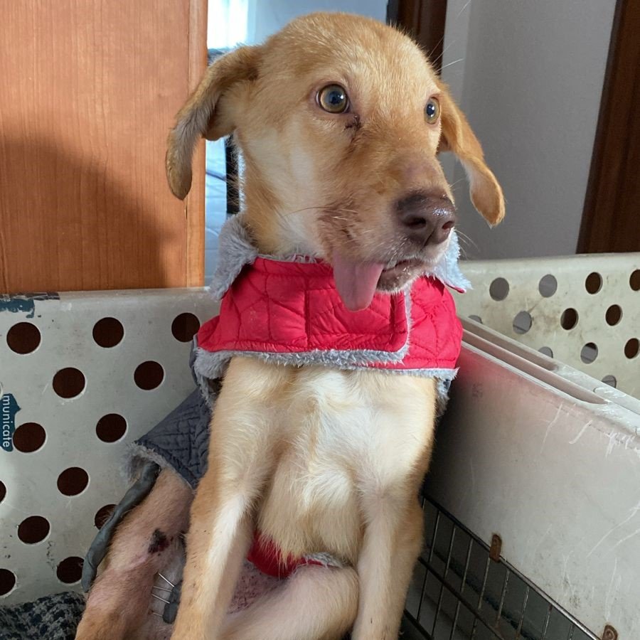 Ivoula / Status: reserviert - Hunde - Krefeld