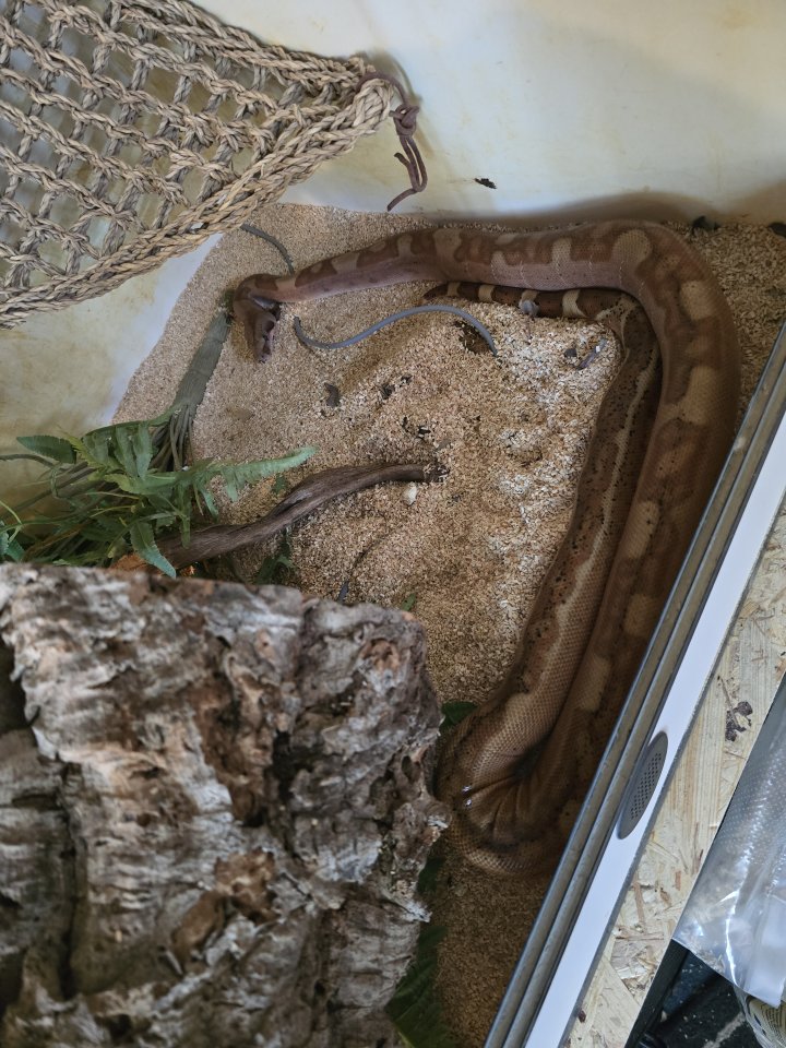 Wunderschöne Boa Constrictor Imperator mit Terrarium - Reptilien - Hannover