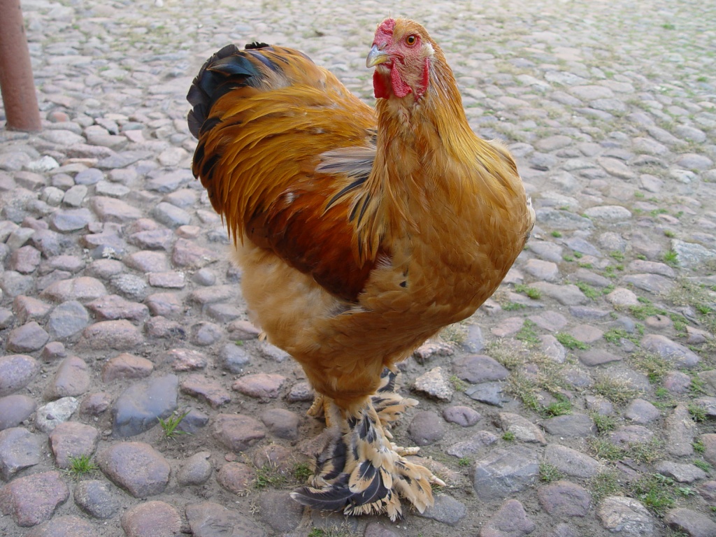 Brahma-Hahn - Nutztiere - Liebenwalde