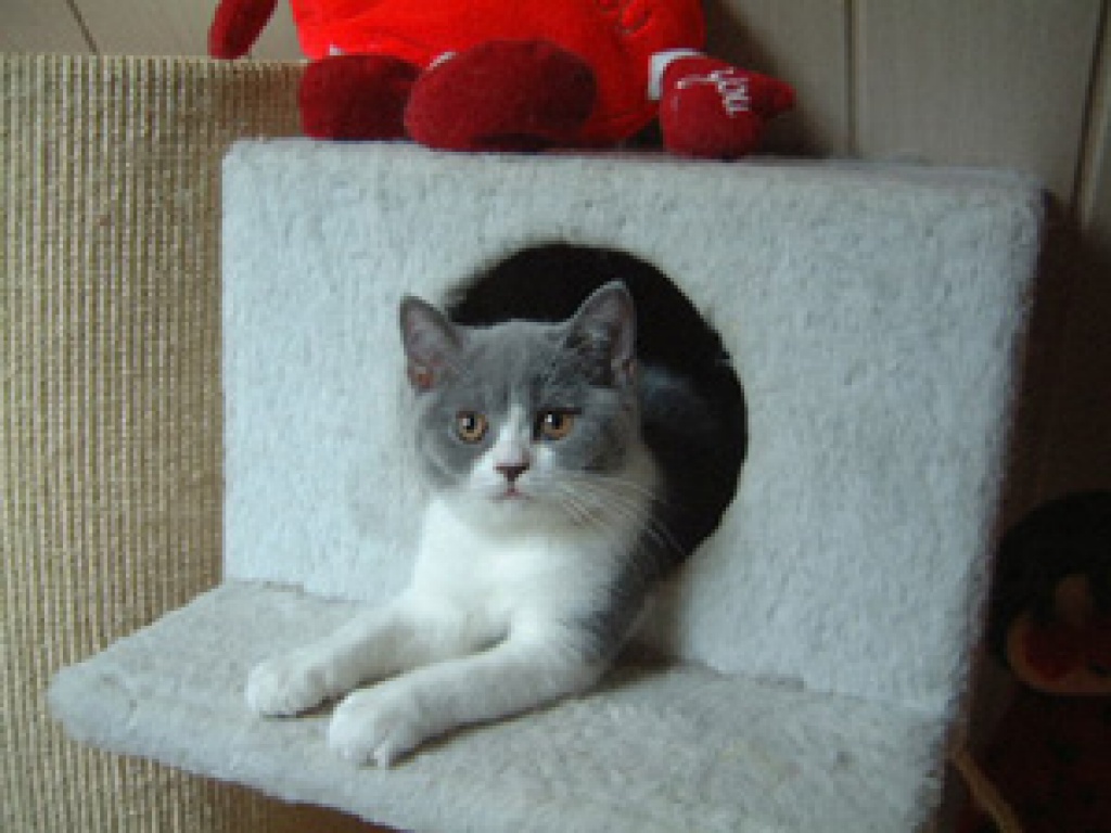2 süsse 4 Monate alte BKH Katzenkinder suchen - Katzen - Berlin