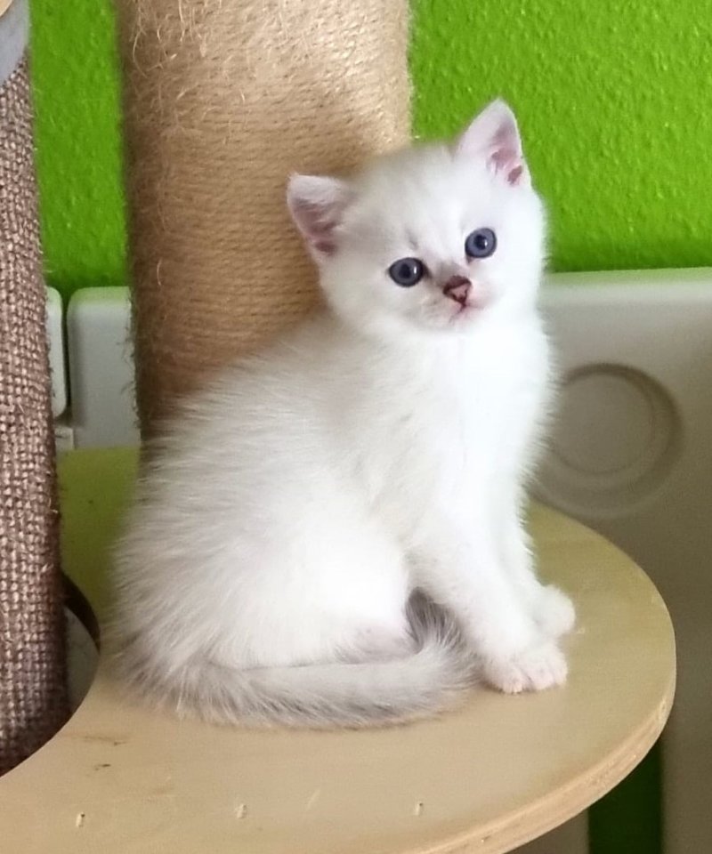 Supersüße Kitten mit blauen Augen BKH GEIMPFT! seal-silver-shaded-point ns 11 33 - Katzen - Baden-Baden