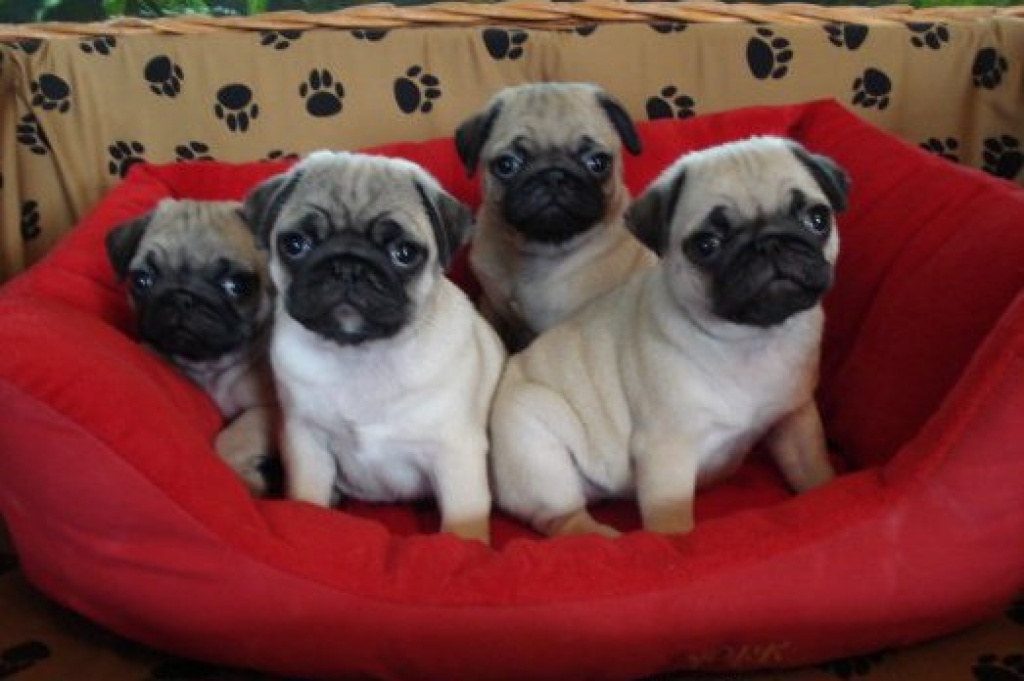 Mops Welpen - Hunde - München