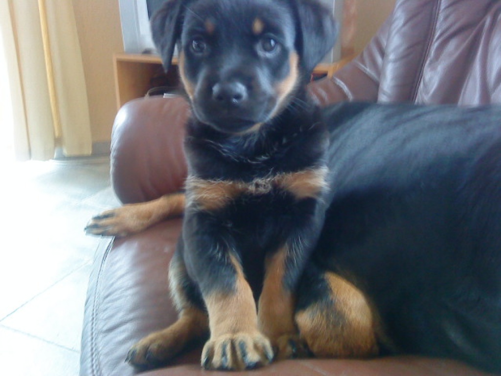 Rottweilerwelpe sucht ein liebevolles Zuhause - Tierboersen - Harzgerode
