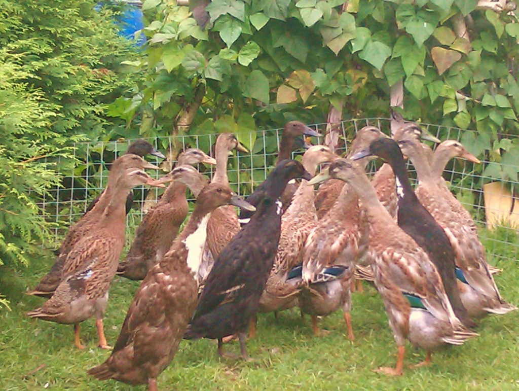 Laufenten(Schneckenfresser) - Nutztiere - Coswig Anhalt