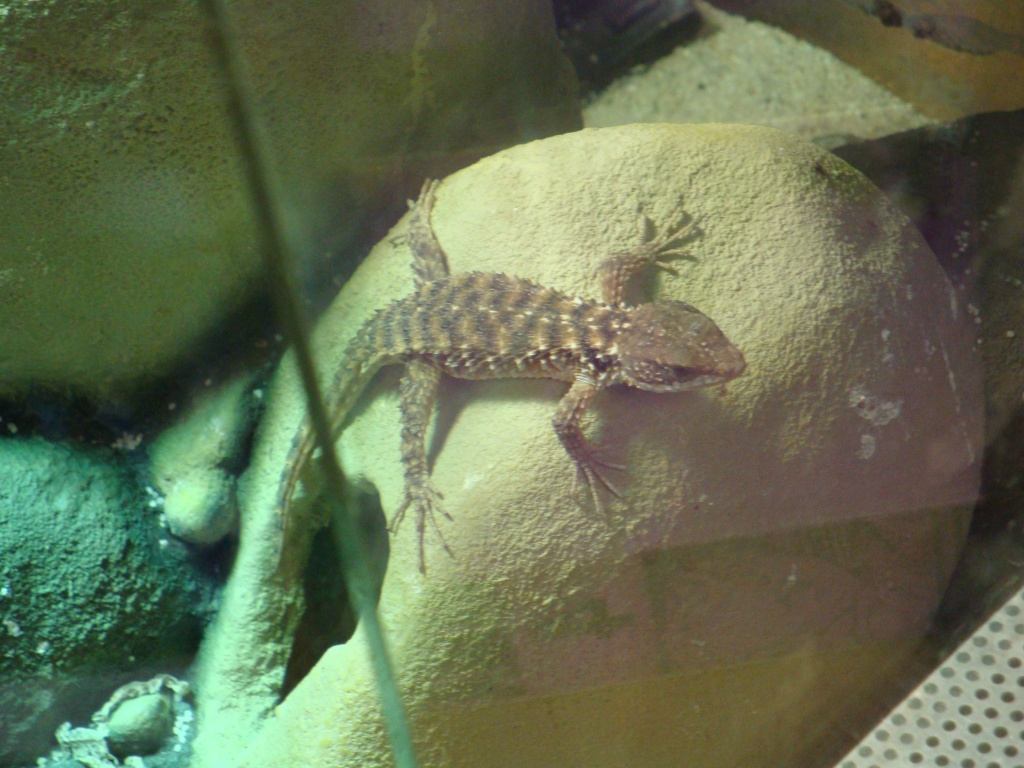 Zwei junge Zwerggürtelschweife(Deutsche Nachzucht) - Reptilien - Möglingen