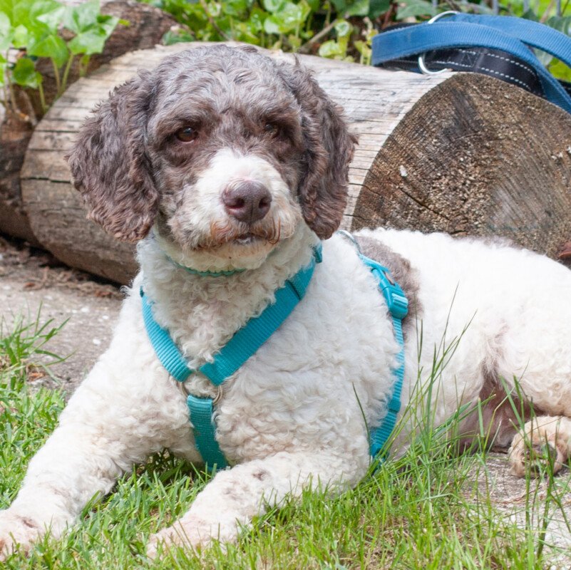 REBECCA - weiblich 1 Jahr 40 cm 13 kg Lagotto Romagnolo Gechipt Kastriert - Hunde - Lauf an der Pegnitz