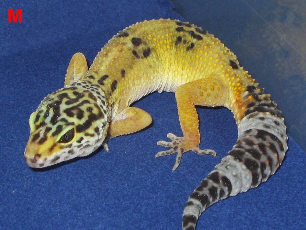Leopardgeckos aus Hobbyzucht 2021 - Reptilien - Welling