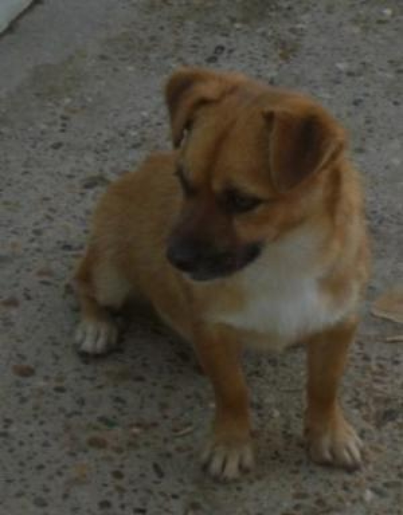 Süsser MAXI sucht ein zu Hause ! - Hunde - Frankfurt am Main