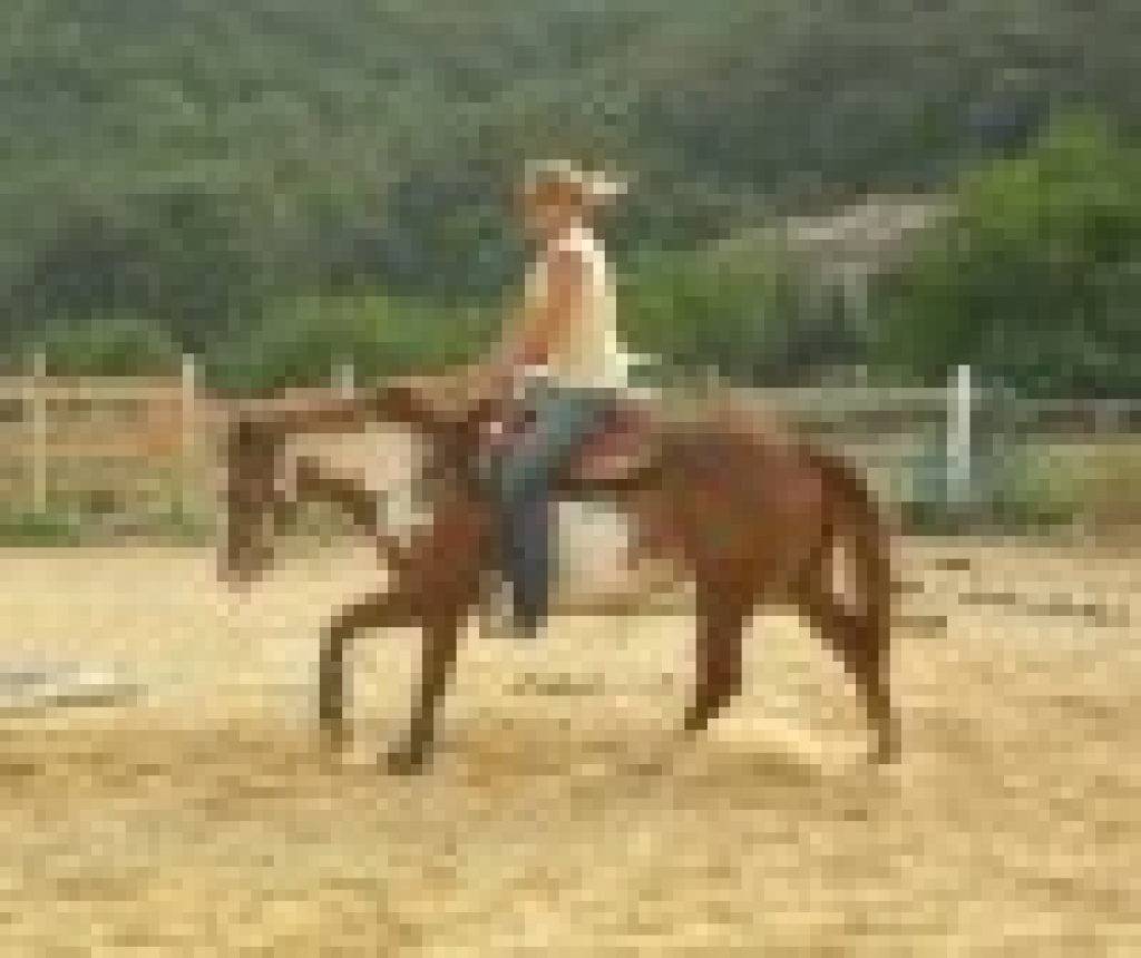HORSE BASICS - Westerntraining - Pferde - Küssaberg