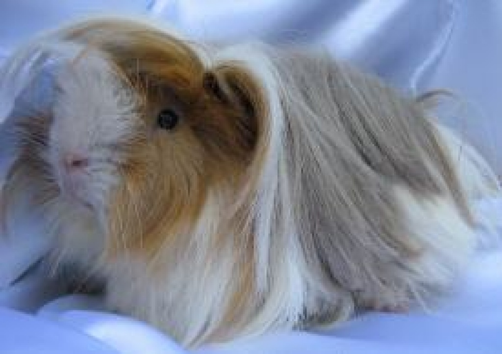 Meerschweinchen abzugeben - Langhaar - Nagetiere - Bonn