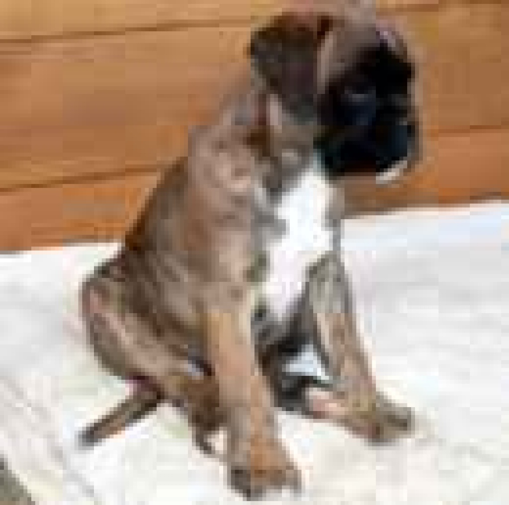 Boxerwelpen zu verkaufen - Hunde - Lengefeld