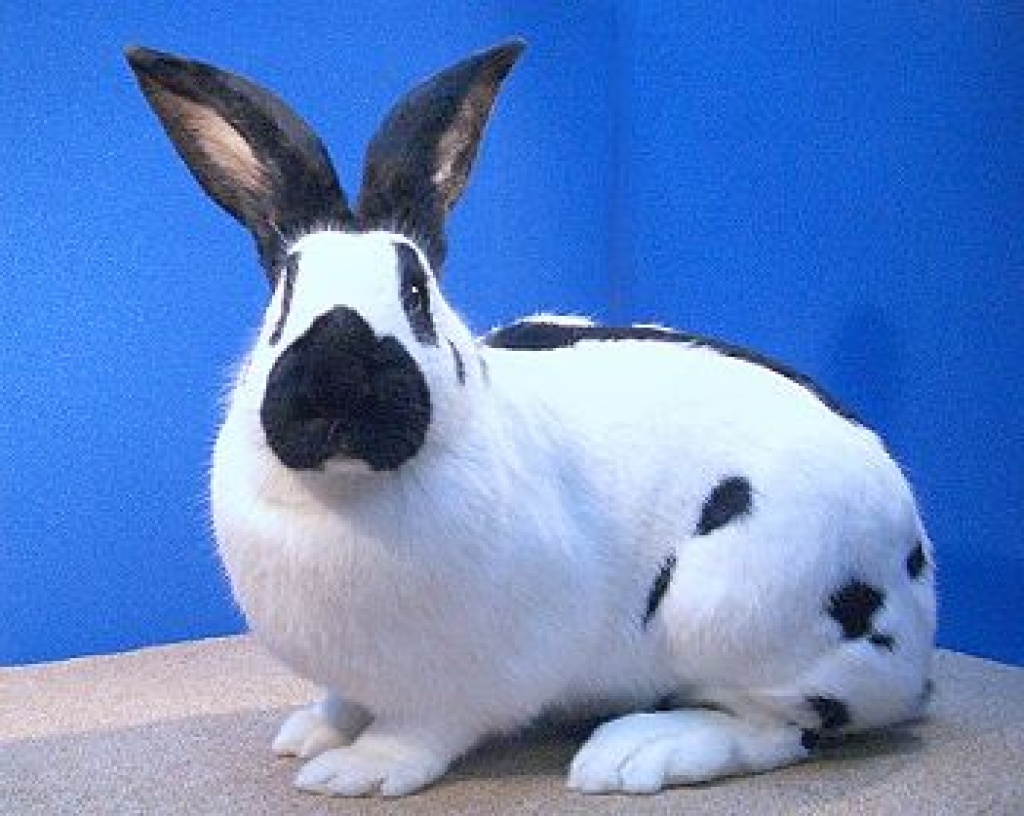 Biete Schlachthasen zum Verkauf an - Nagetiere - Meinerzhagen