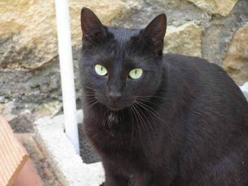 Geshi sucht Flugbegleiter - Flugpaten - Essen