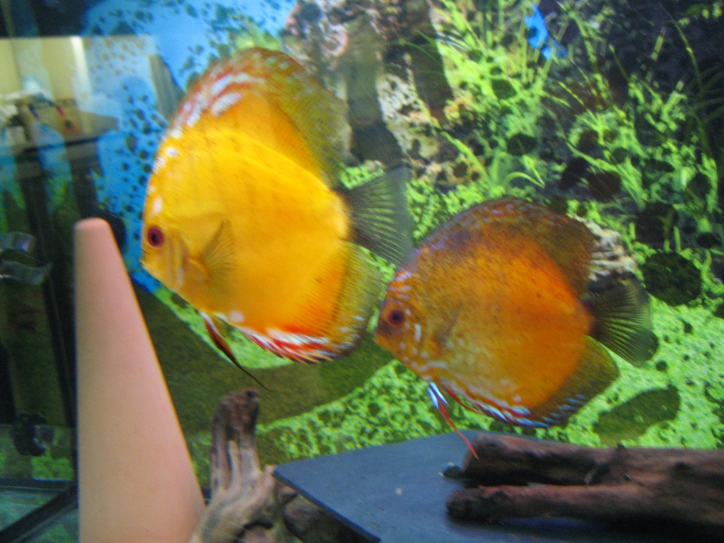 Discuspaar zu verkaufen dringend - Fische - Neubodenbach