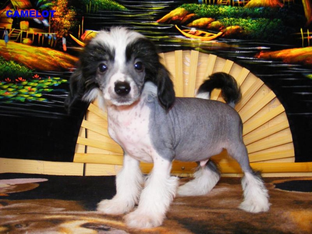 Welpen Chinese Crested Dog (Rüde) - Hunde - Garbsen