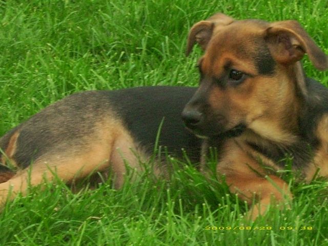 Rosi 6 Monate alte Mischlingshündin aus dem Tierschutz Lanzarote - Tiere In Not - Raesfeld