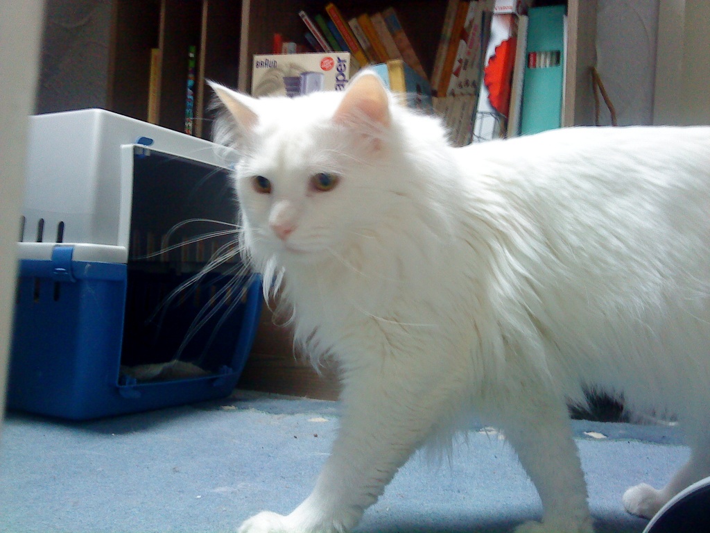 Weißer Maine Coon Kater zu verkaufen - Katzen - Kefenrod