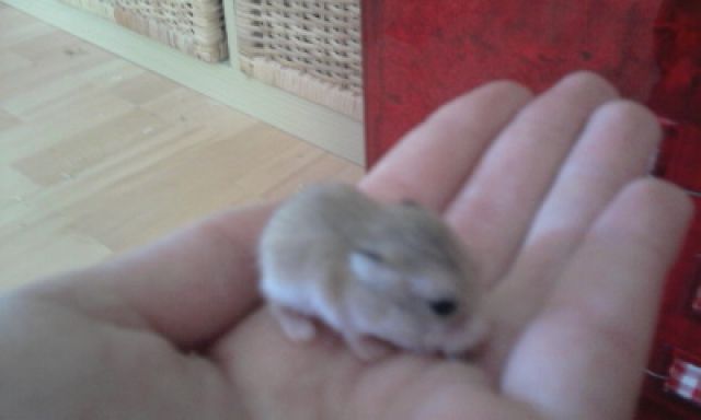 7 Roborowski Zwerghamsterbabys suchen neues zu Hause - Hamster - Schriesheim