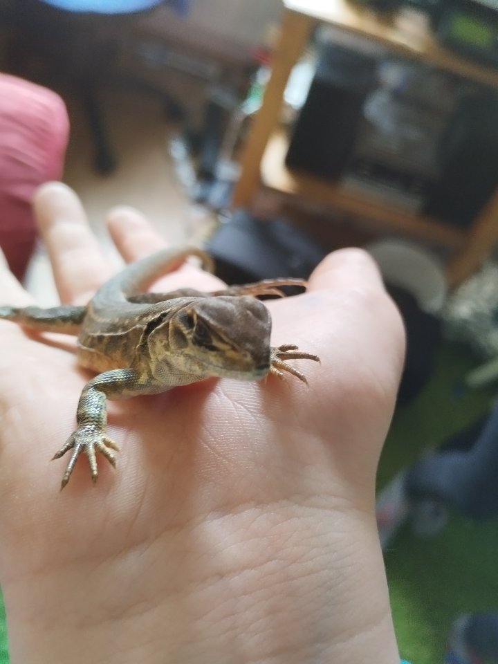 Terrarium mit Schmetterlingsagame (Leiolepis belliana) und Zubehör - Reptilien - Weinheim