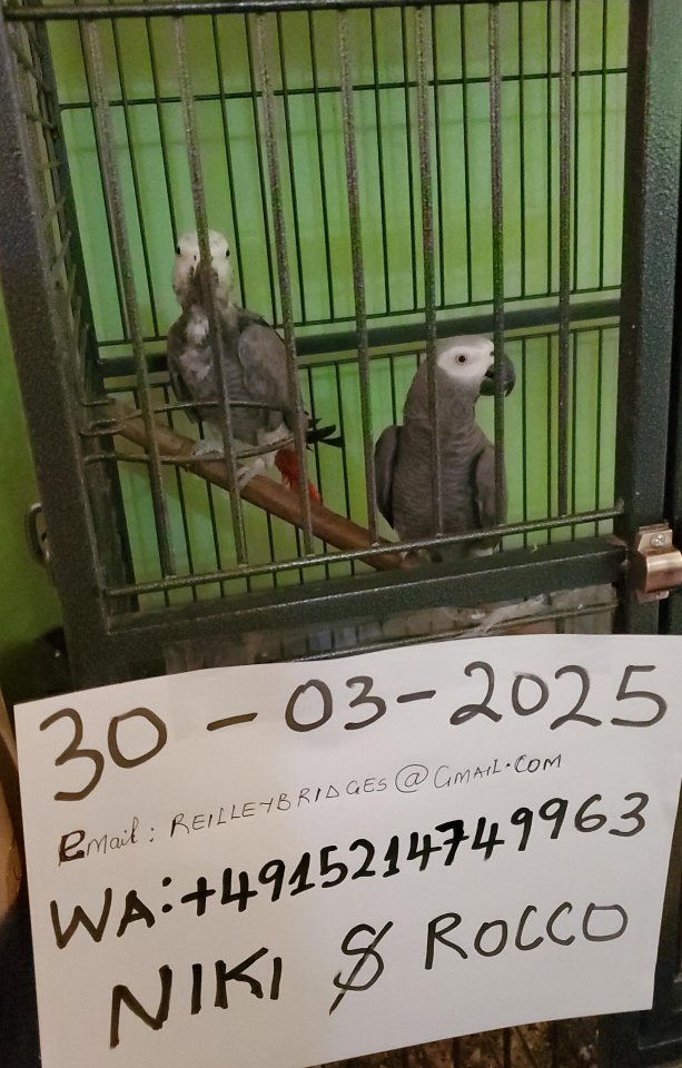 Graupapageien-Pärchen - Voegel - kleve