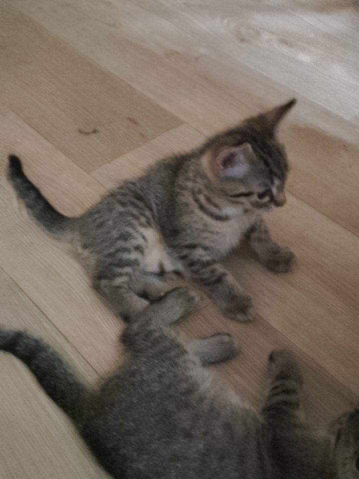 Katzenwelpen in liebevolle Hände abzugeben - Katzen - Leuna