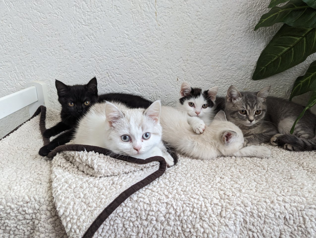 Reinrassige BKH Kitten - Katzen - Greppin