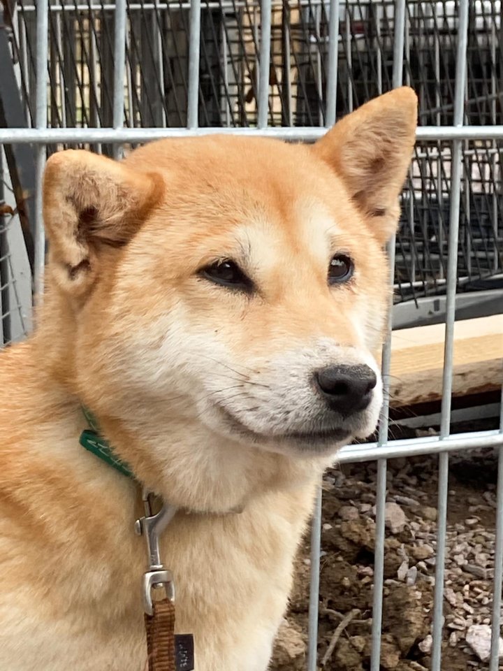 Suzume ist eine liebe, etwas schüchterne kleine Hundedame - Hunde - Hünfelden