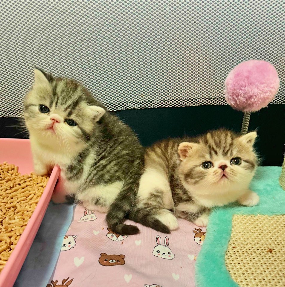 Exotic Shorthair Schönheiten: Fibie und Ferrero suchen neue Familie - Katzen - Köln
