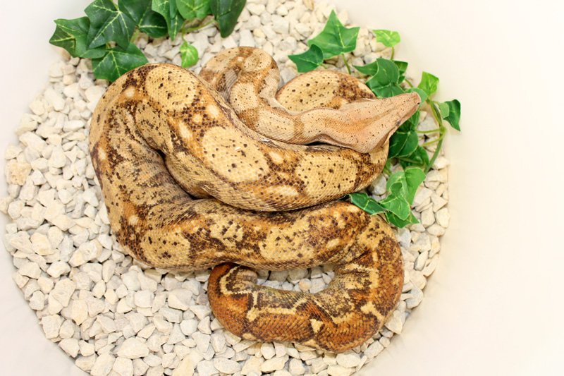 Wir geben ab aus eigener Nachzucht „CA Hypo Sonora 100% Het. erythristic 50% Het - Reptilien - Willich