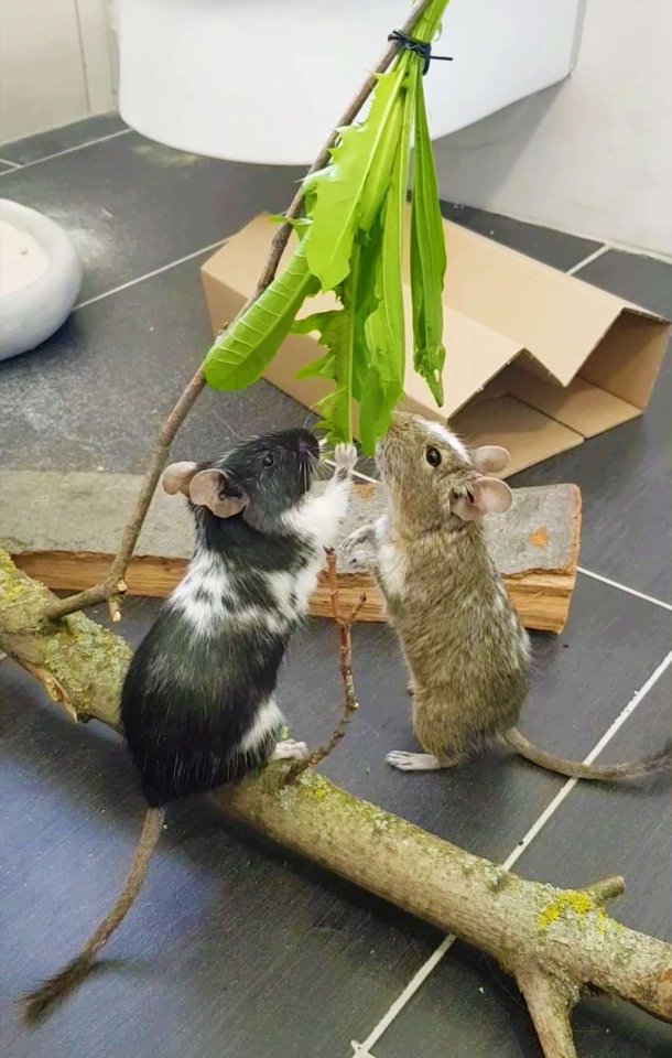 Degu Mädels suchen ein neues Zuhause - Nagetiere - Schwieberdingen