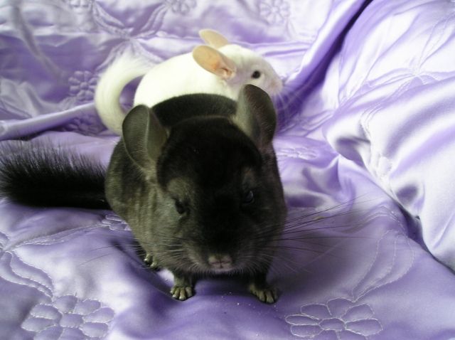 Junge Chinchillas - Nagetiere Allgemein - Badbergen