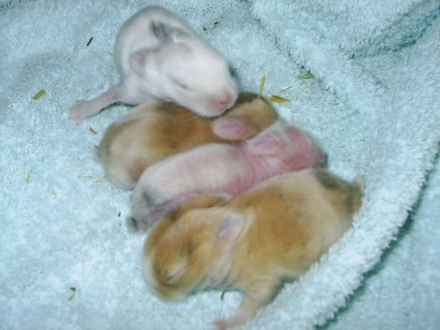 Löwenkopf-Zwergkaninchen Babies - Hasen Kaninchen - Langelonsheim