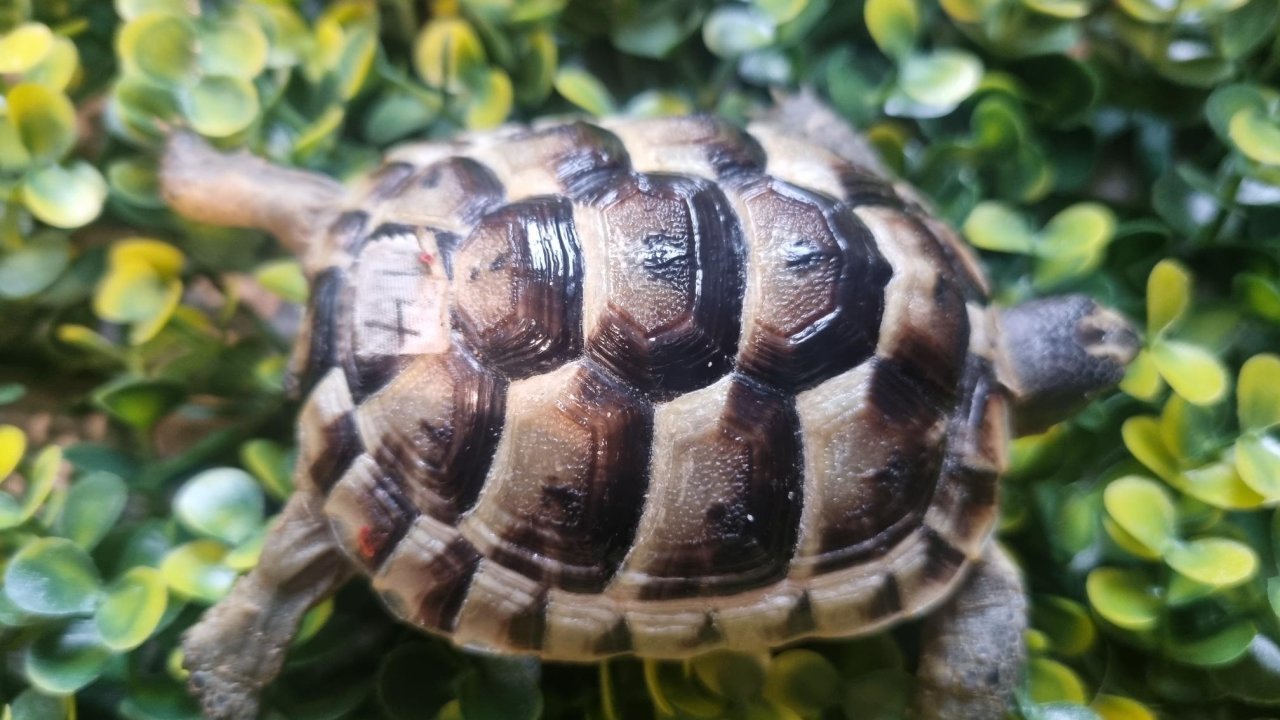 Maurische Landschildkröten aus 2024 - mit Papieren - Reptilien - Eggersdorf