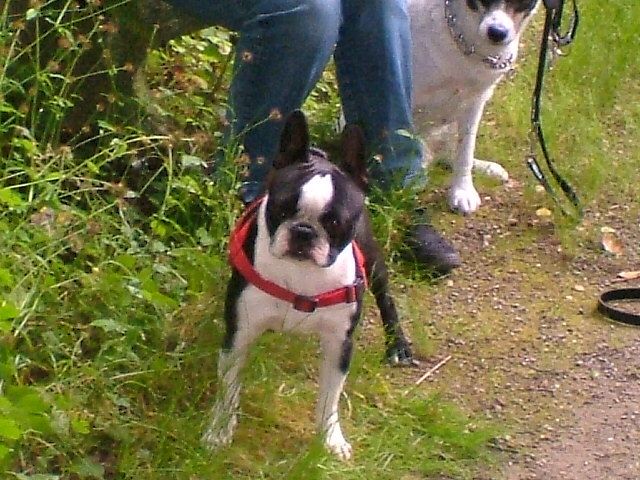 Bostonterrier Deckrüde - Hunde - altena