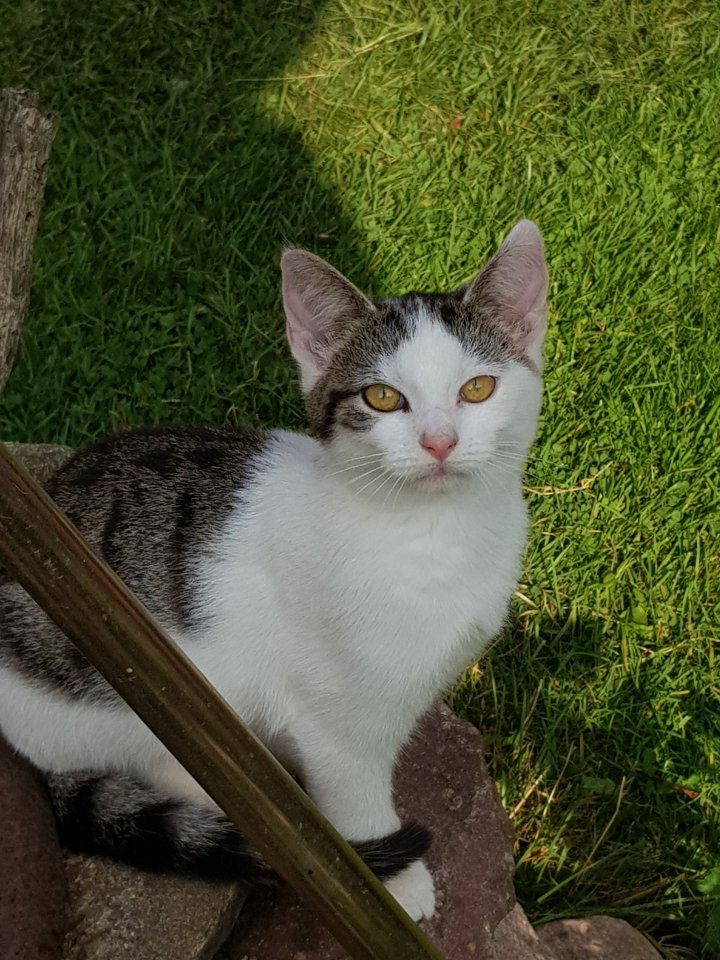 Süße kleine Katerchen  in liebevolle Hände ab zu geben - Katzen - Plattenburg