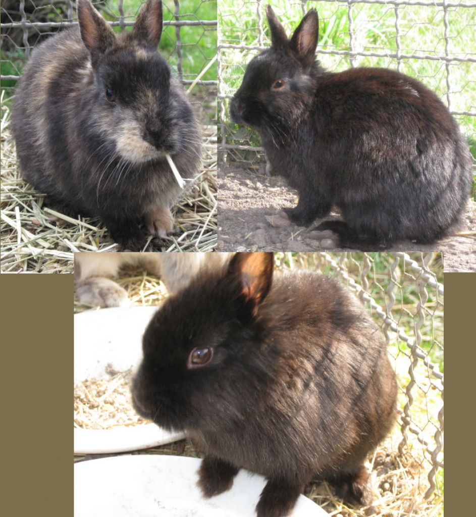 3 süsse Löwenköpfchen abzugeben. - Nagetiere - Neukyhna