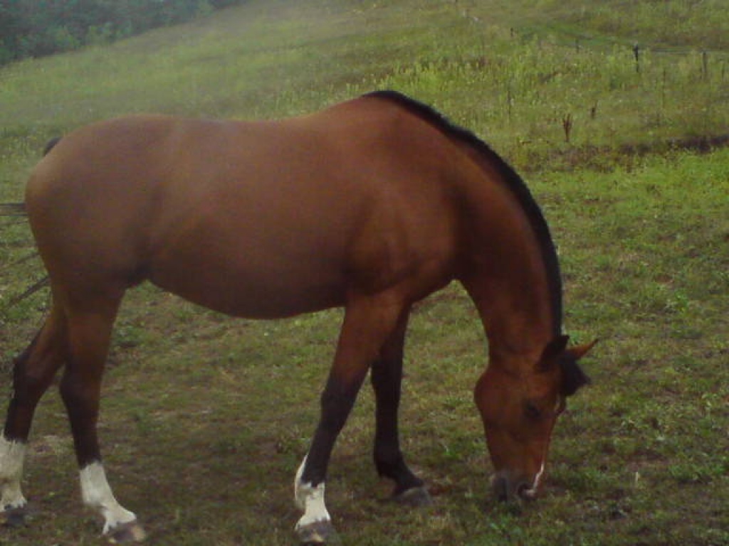 Ich möchte meine ungarische sportpferd zu verkaufen! - Pferde - Ungarn