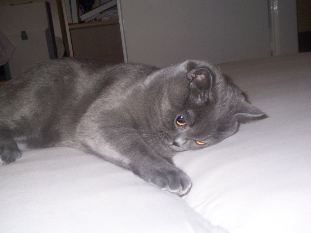 BKH Deckkater - Katzen - Marktheidenfeld