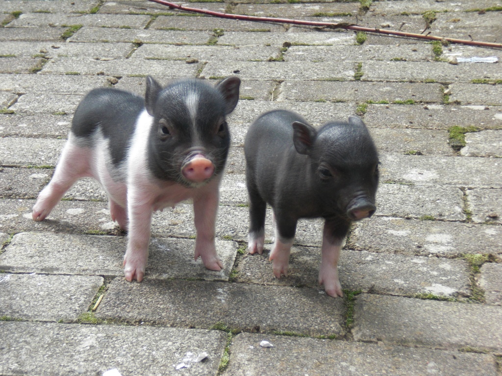 Süße Minischweine ab Dezember 2021 - Nutztiere - Kleines Wiesental