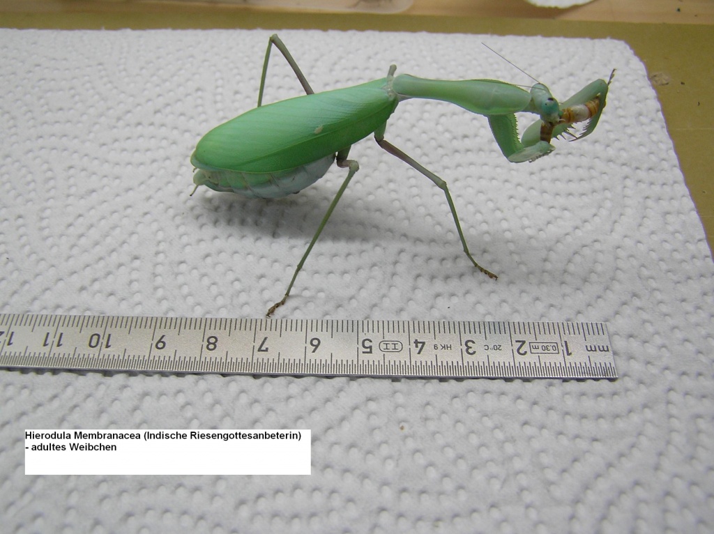 Riesengottesanbeterin (Hierodula Membranacea) - Insekten - Hamm