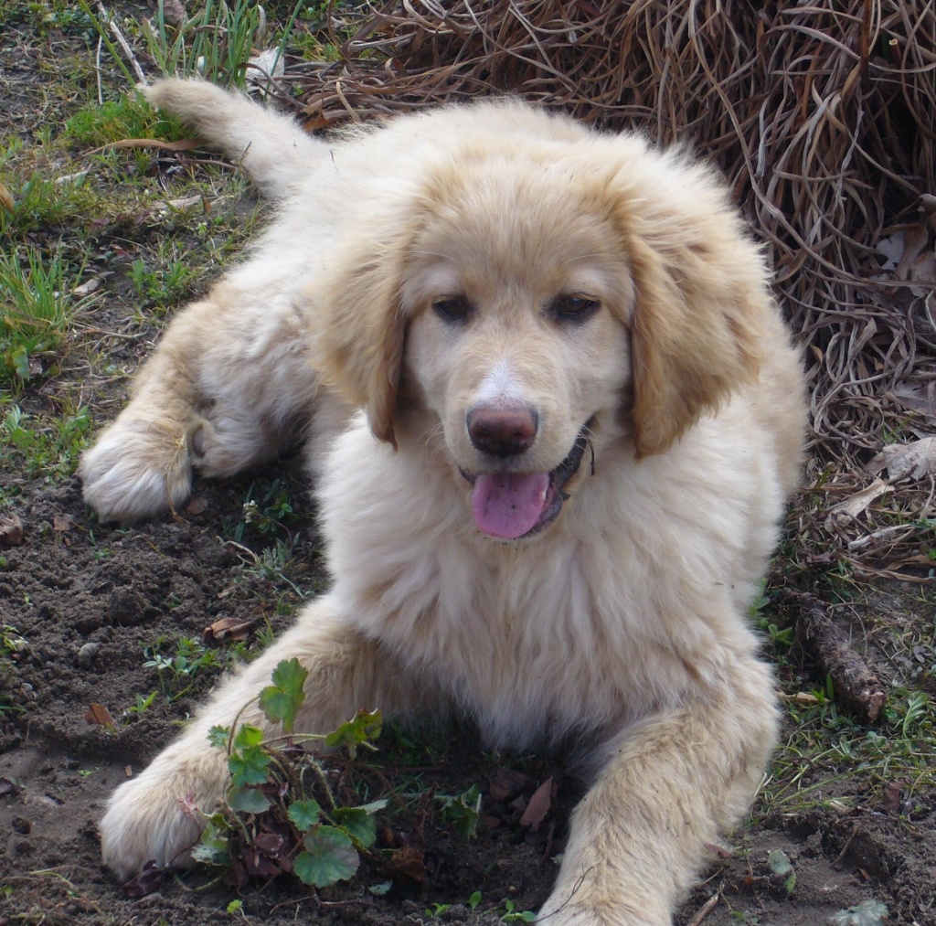 Hovawartwelpe - Hunde - Rothenklempenow