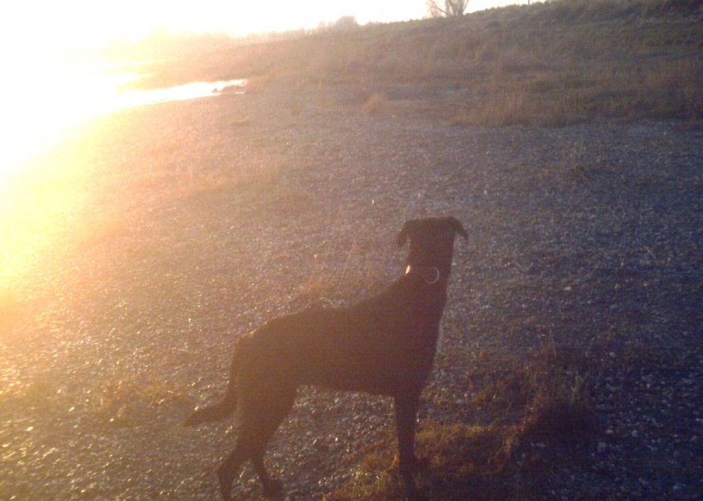 Liebevolle Hundebetreuung /Tagesplatz - Hunde - Düsseldorf