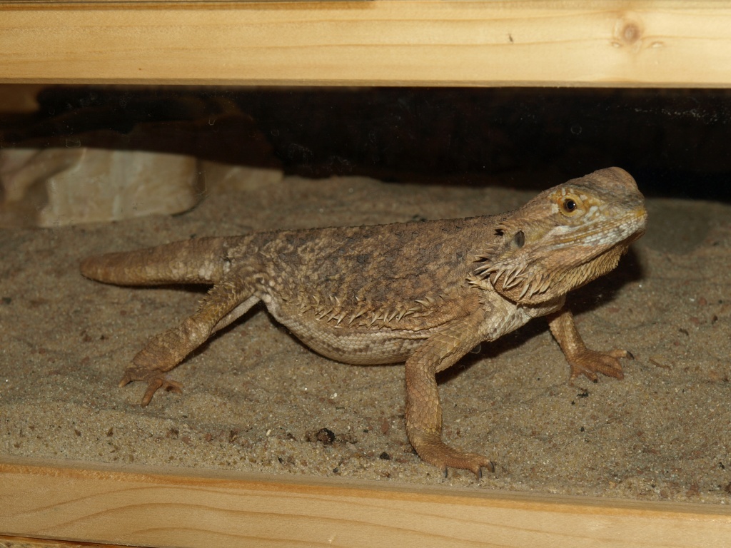 Bartagamenweibchen abzugeben - Reptilien - Gackenbach