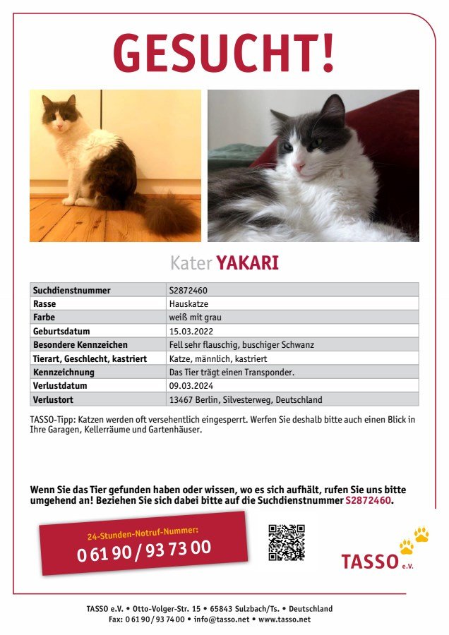 Kater Yakari gesucht 13467 Berlin Hermsdorf - Entlaufen Zugelaufen - Berlin