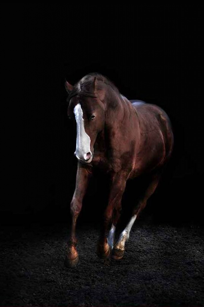 American Quarter Horse Hengst - Pferde - Göttingen