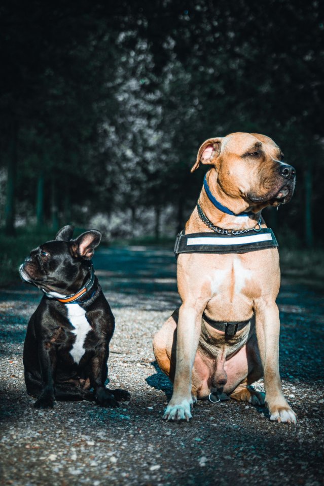 Chiko Mischling sucht zuhhause mit Garten - Hunde - 89518 Heidenheim