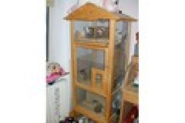 Chinchilla Weibchen - Sonst Nagetiere - Leichlingen